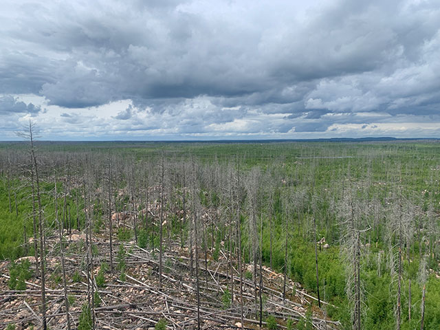 Utsikt över trädtoppar i landskap med skog och himmel.